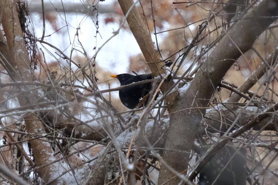 Common Blackbird by Mariya Popovich, Uzbekistan - Birds of Eurasia
