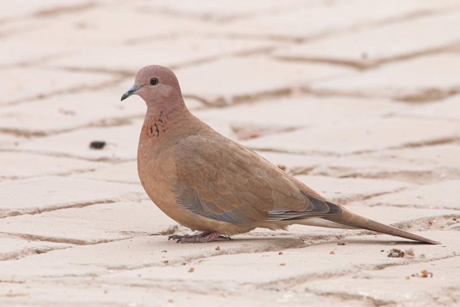 Laughing Dove by Michael Nevski, Uzbekistan - Birds of Eurasia