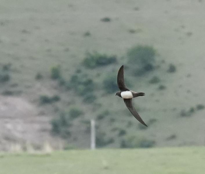 Alpine Swift by Liujianming, Xinjiang China - Birds of Eurasia
