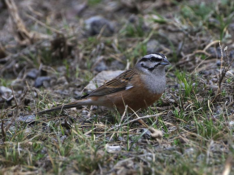 Rock Bunting by Daxian, Xinjiang China - Birds of Eurasia