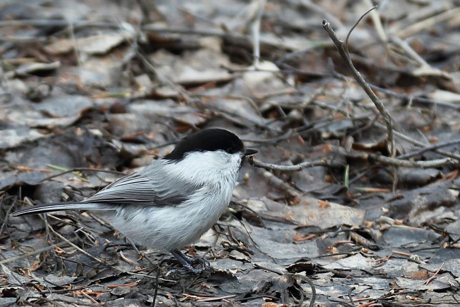 Willow Tit by wangjianli, Xinjiang China - Birds of Eurasia