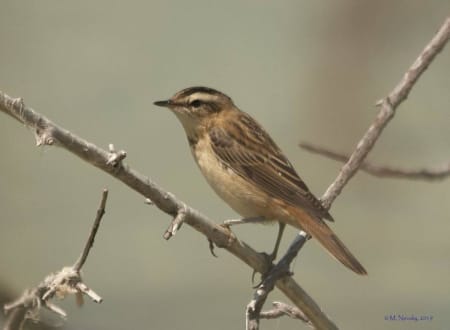 Sedge Warbler (Michael Nevski, Armenia)