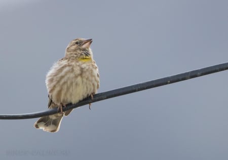 Rock Sparrow (Ilya Ukolov, Azerbaijan)