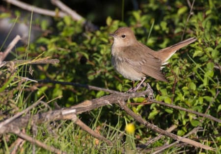 Common Nightingale (Ilya Ukolov, Azerbaijan)