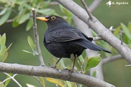 Common Blackbird (Gennadiy Dyakin, Azerbaijan)