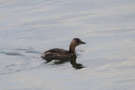 Little Grebe (Anna Danilova, Azerbaijan)