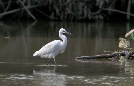 Little Egret (Yevgeny Belousov, Azerbaijan)