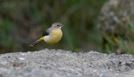 Grey Wagtail (Yevgeny Belousov, Azerbaijan)