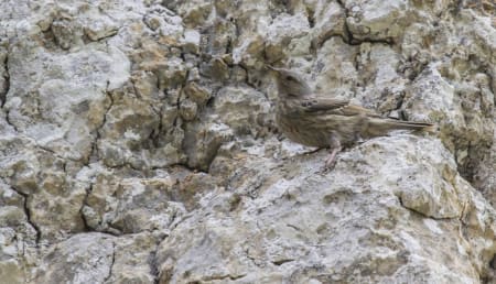 Alpine Accentor (Alexander Perevozov, Azerbaijan)