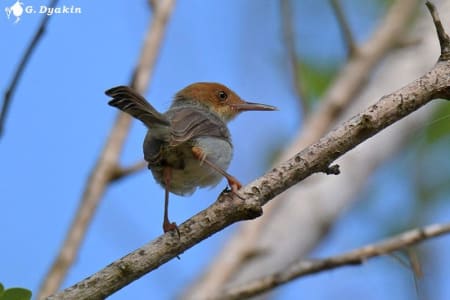 Olive-backed tailorbird (Gennadiy Dyakin, Bali Indonesia)