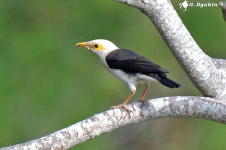 Black-winged starling (Gennadiy Dyakin, Bali Indonesia)