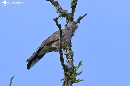 Spotted dove (Gennadiy Dyakin, Bali Indonesia)
