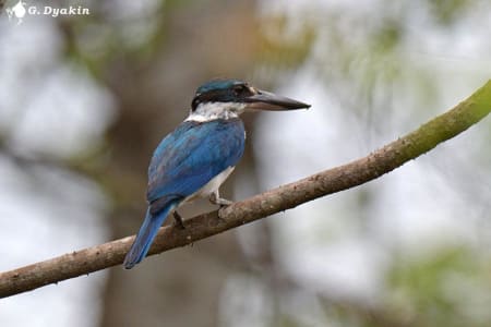 Collared kingfisher (Gennadiy Dyakin, Bali Indonesia)