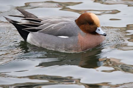 Eurasian Wigeon (Victor Natykanets, Belarus)