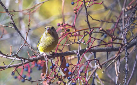 European Greenfinch (Aleksandr Golyantov, Belarus)
