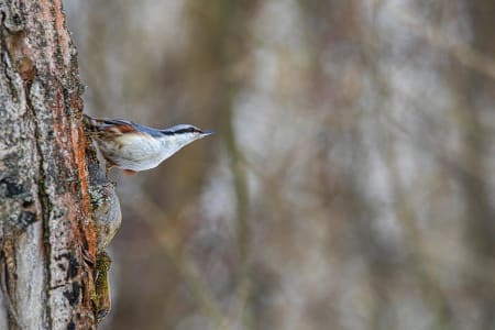 Eurasian Nuthatch (Aleksandr Golyantov, Belarus)