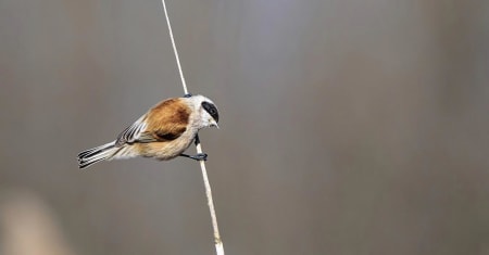 Eurasian Penduline-tit (Aleksandr Golyantov, Belarus)
