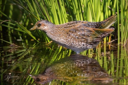 Spotted Crake (Yury Podverbny, Belarus)