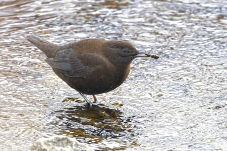 Brown Dipper (Igor Dvurekov, Far East Russia)