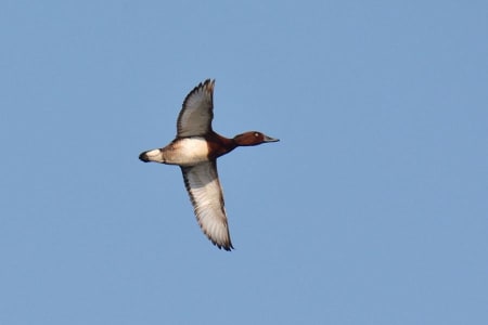 Ferruginous Duck (Andrey Vyalkov, Far East Russia)