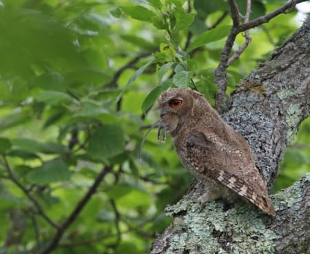 Everett's Scops-Owl (Valery Shokhrin, Far East Russia)