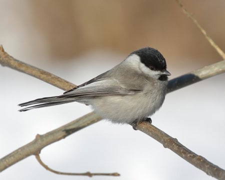Marsh Tit (Alexander Rogal', Far East Russia)