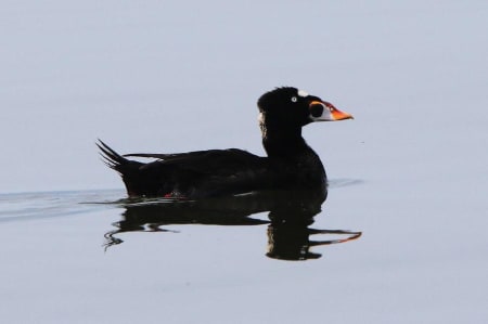 Surf Scoter (Svetlana Morozkina62, Far East Russia)