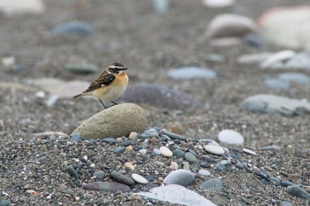 Whinchat (Alexander Erdmann, Georgia)