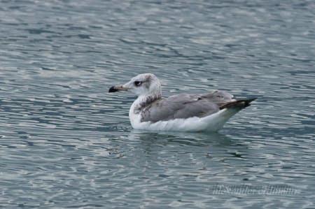 Pallas's Gull (Alexander Erdmann, Georgia)