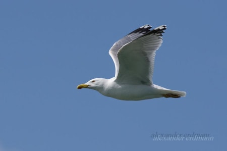 Yellow-legged Gull (Alexander Erdmann, Georgia)