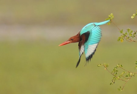White-throated Kingfisher (Oleg Belyalov, India)
