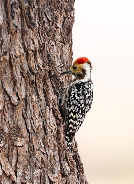 Yellow-crowned Woodpecker (Oleg Belyalov, India)