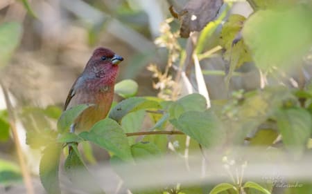 Common Rosefinch (Vassiliy Fedorenko, India)