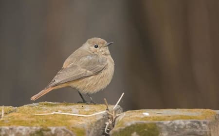 Black Redstart (Vassiliy Fedorenko, India)