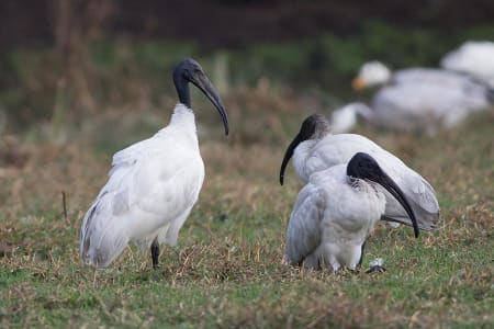 Black-headed Ibis (Dibyendu Ash, India)