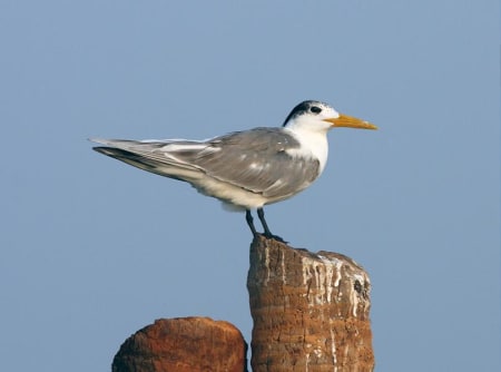 Great Crested Tern (Vladislav Simonov, India)