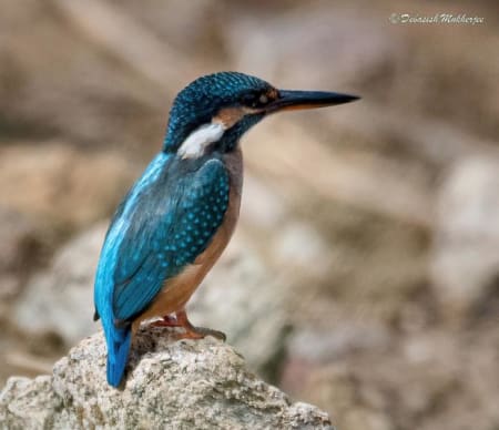 Common Kingfisher (DEBASISH MUKHERJEE, India)