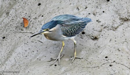 Striated Heron (Amlan Roy chowdhury, India)