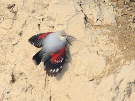 Wallcreeper (Askar Isabekov, Kazakhstan)