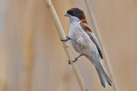 Black-headed Penduline Tit (Andrey Kovalenko, Kazakhstan)