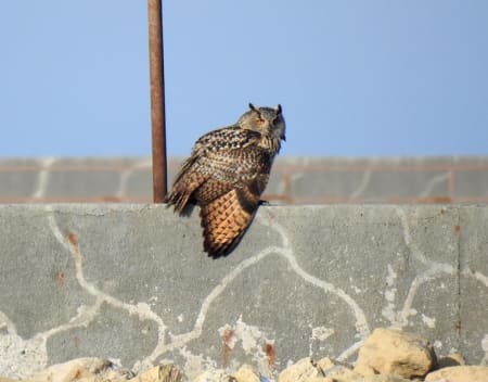 Eurasian Eagle-Owl (Anna Yasko, Kazakhstan)
