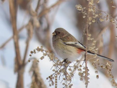 Long-tailed Rosefinch (Galina Rosenberg, Kazakhstan)
