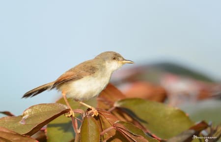 Jungle Prinia (Dr.Jayaprakash V, Kerala India)