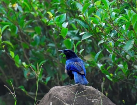 Malabar Whistling Thrush (Dr.Jayaprakash V, Kerala India)