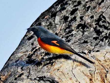 Small Minivet (Dr.Jayaprakash V, Kerala India)