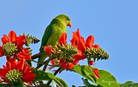 Vernal Hanging Parrot (Dr.Jayaprakash V, Kerala India)