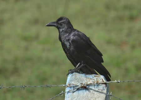 Large-Billed Crow (Dr.Jayaprakash V, Kerala India)