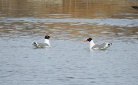 Pallas's Gull (Irina Romanovskaia, Kyrgyzstan)