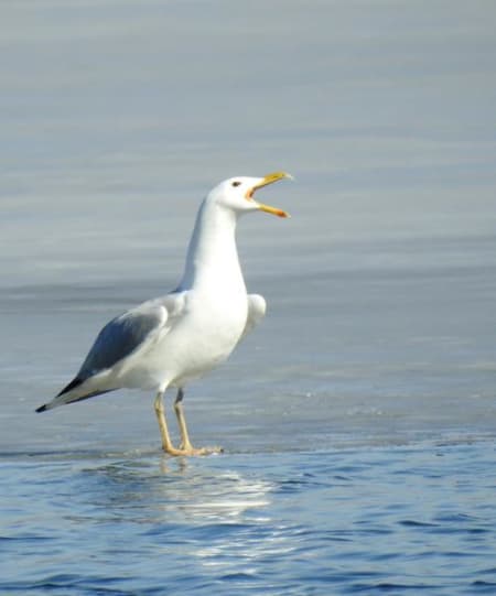 Caspian Gull (Irina Romanovskaia, Kyrgyzstan)