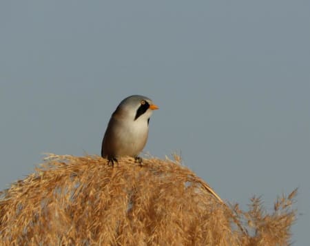 Bearded Tit (Irina Romanovskaia, Kyrgyzstan)
